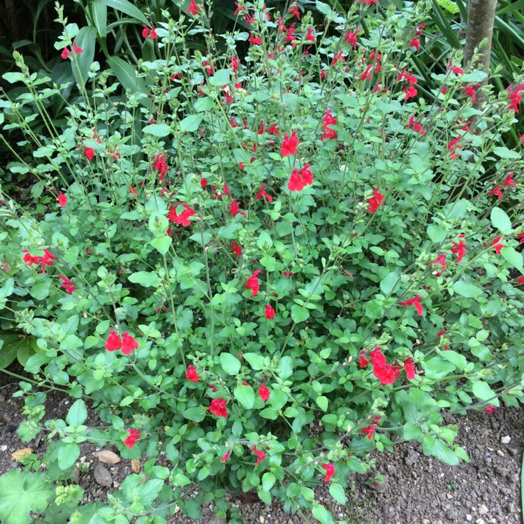 Plant image Salvia 'Hot Lips' syn. Salvia x jamensis 'Hot Lips', Salvia microphylla 'Hot Lips'