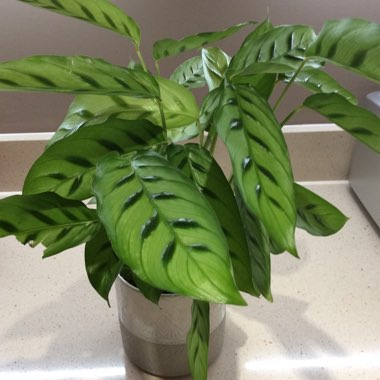 Calathea