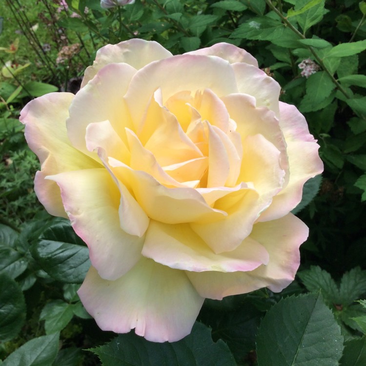 Plant image Rosa 'Madame A. Meilland' syn. Rosa 'Peace', Rosa 'Gloria Dei', Rosa 'Gioia'