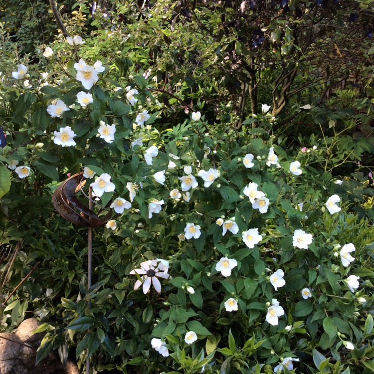Plant image Philadelphus 'Belle Etoile' syn. Philadelphus x lemoinei 'Belle Etoile'