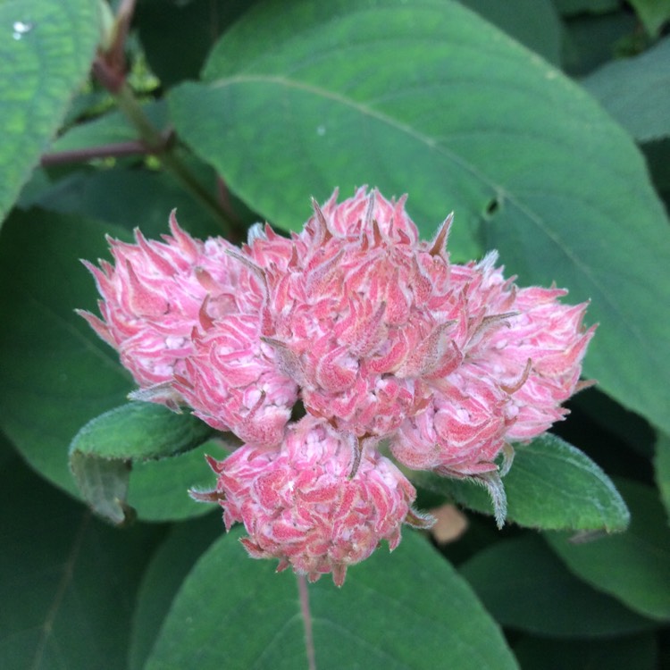 Plant image Hydrangea aspera 'Villosa'