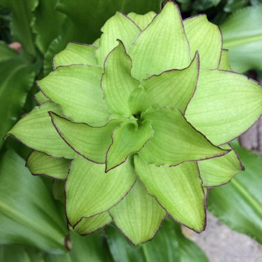 Eucomis bicolor