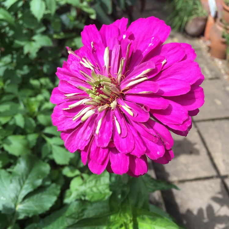 plant image 1519438