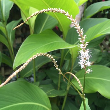 Persicaria amplexicaulis 'Alba'