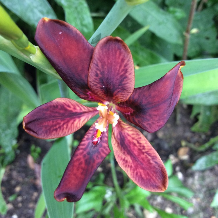 plant image 1523453