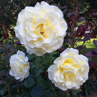 Rosa 'Dicjana' syn. Rosa 'Elina', Rosa 'Peaudouce'
