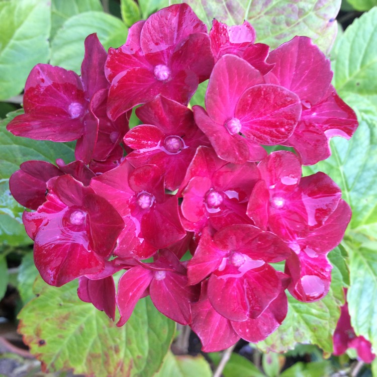 Plant image Hydrangea macrophylla 'Glam Rock'