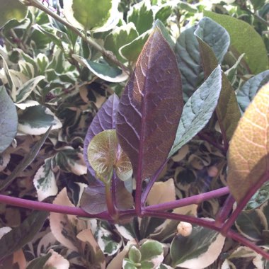 Cobaea scandens