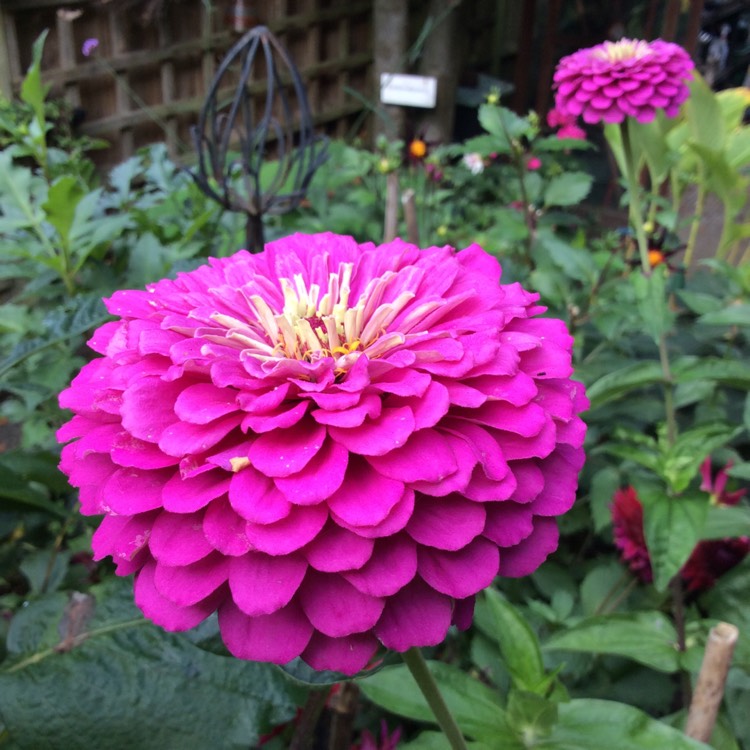 plant image 1533708