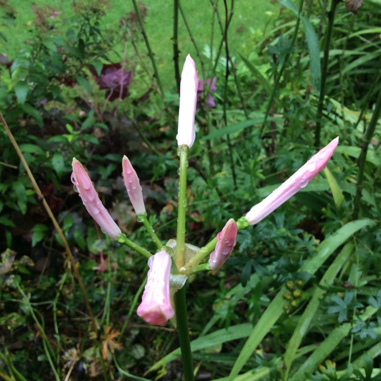 plant image 1537447