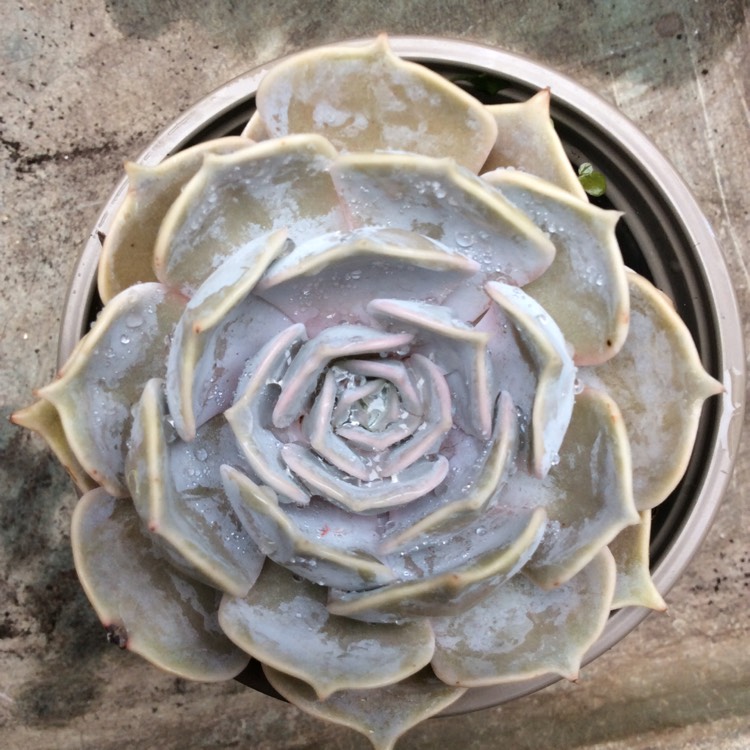 Plant image Echeveria Lilacina