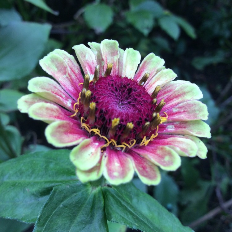 plant image 1542237 plant image 1542237