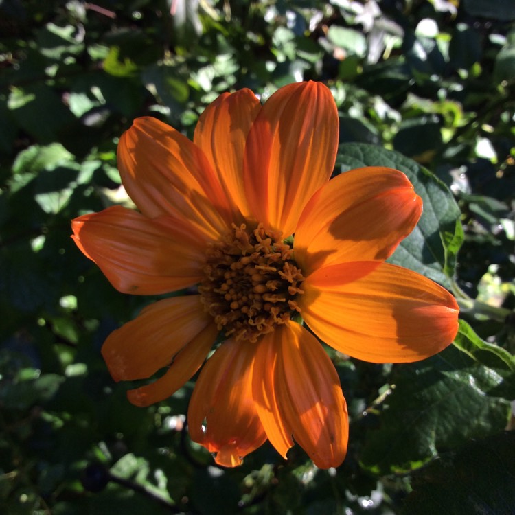 Plant image Tithonia rotundifolia 'Torch'