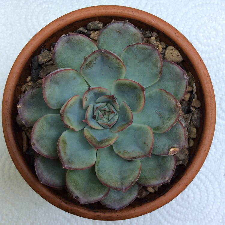Plant image Echeveria Hercules