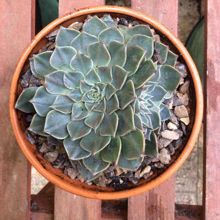 Plant image Tacitus Bellus syn.Graptopetalum Bellum