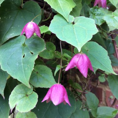 Rhodochiton atrosanguineus