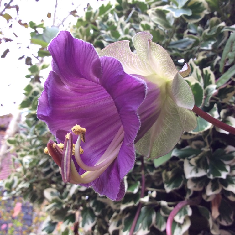 Plant image Cobaea scandens