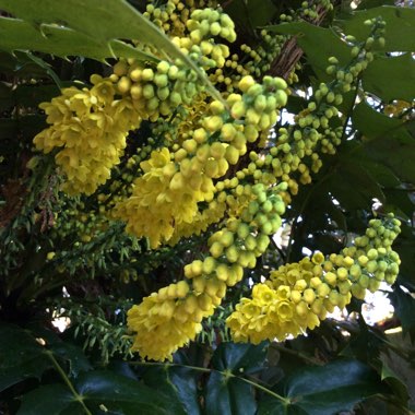 Mahonia japonica 'Bealei'