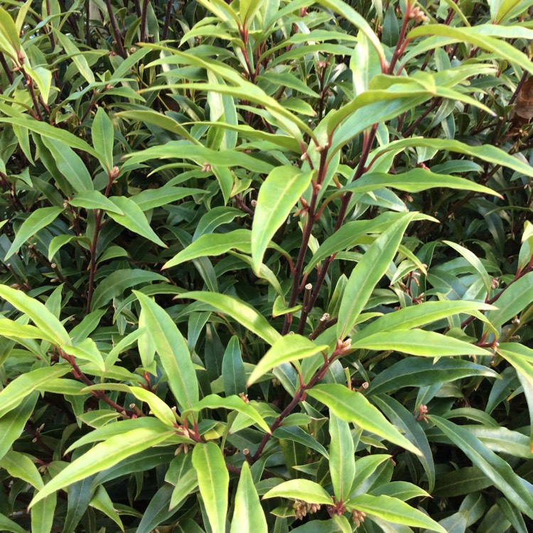 plant image 1551068 plant image 1551068