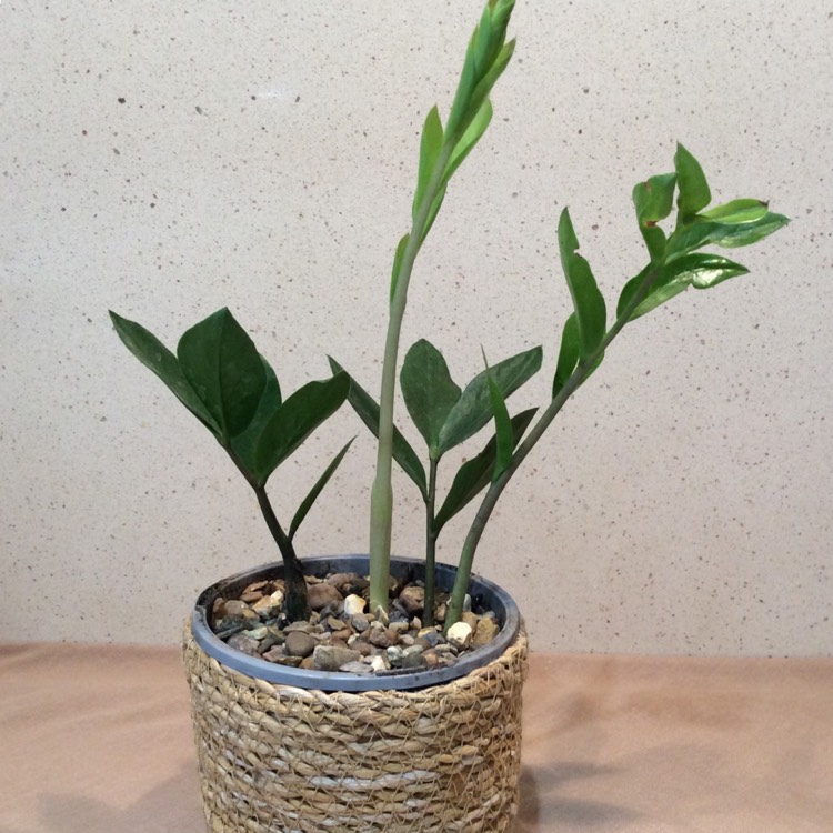 Plant image Zamioculcas zamiifolia