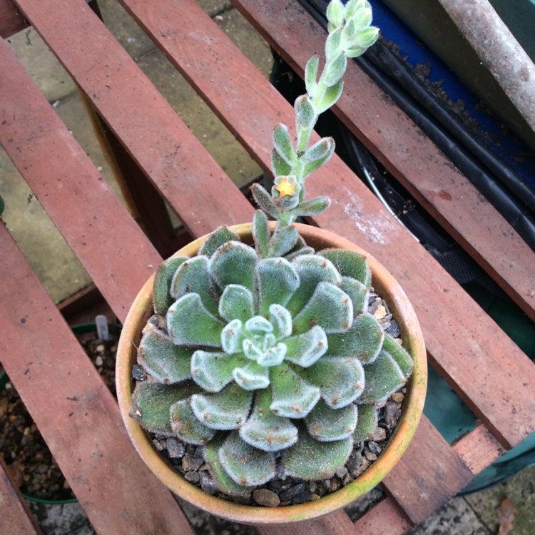 Plant image Echeveria Doris Taylor