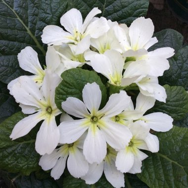 Primula ‘Star Fever'