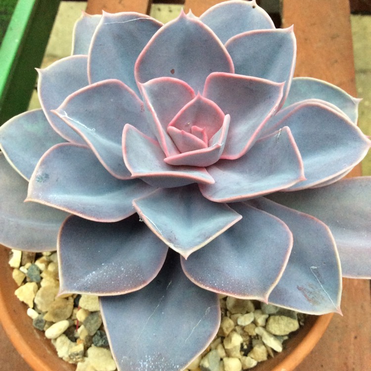 Plant image Echeveria Perle Von Nurnberg