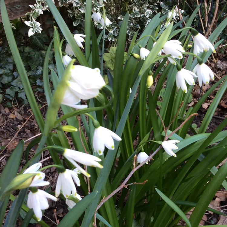 Plant image Leucojum aestivum