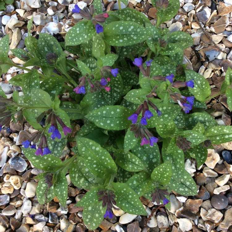 Plant image Pulmonaria officinalis