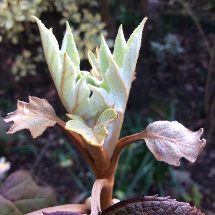 Plant image Hydrangea quercifolia