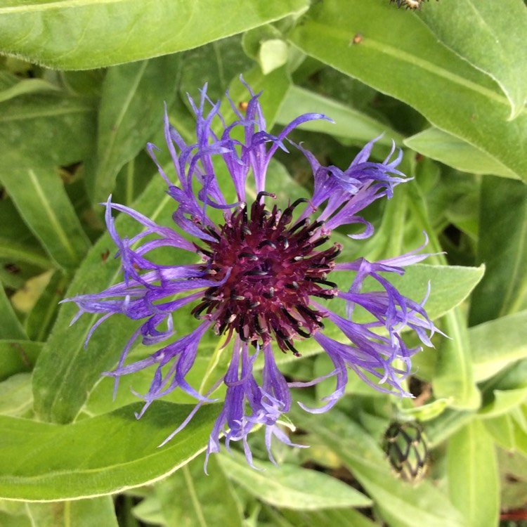 Plant image Centaurea montana