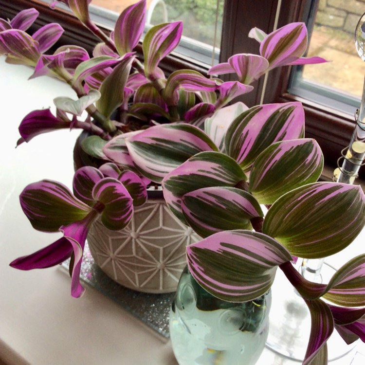Plant image Tradescantia  'Houseplants'
