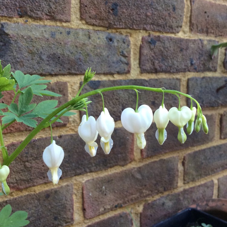 Plant image Lamprocapnos spectabilis 'Alba' syn. Dicentra spectabilis 'Alba'