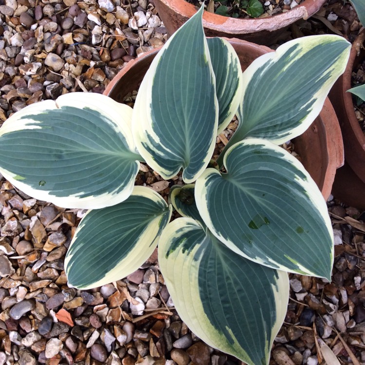 Plant image Hosta (Tardiana Group) 'El Nino'