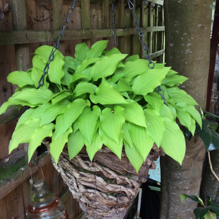 plant image 1582958