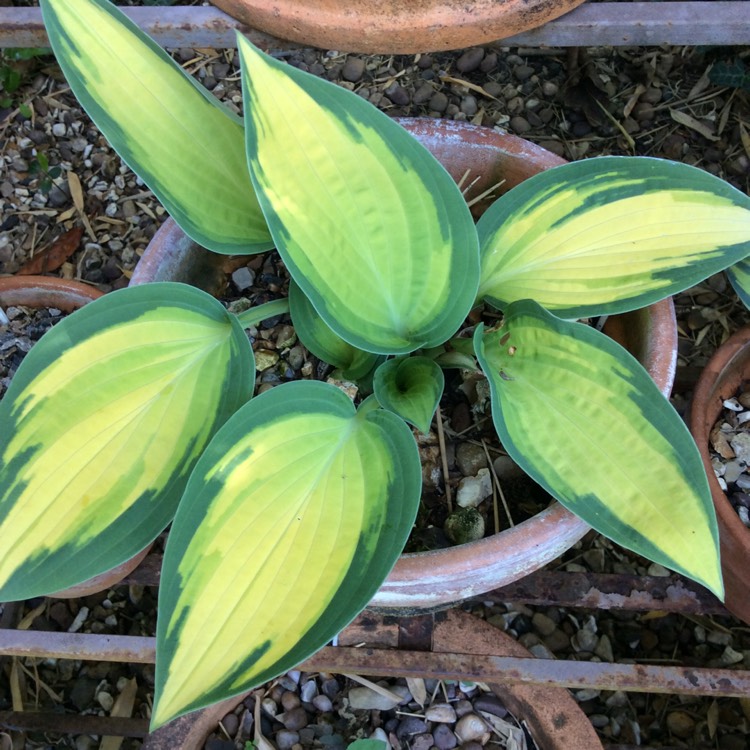 plant image 1584248