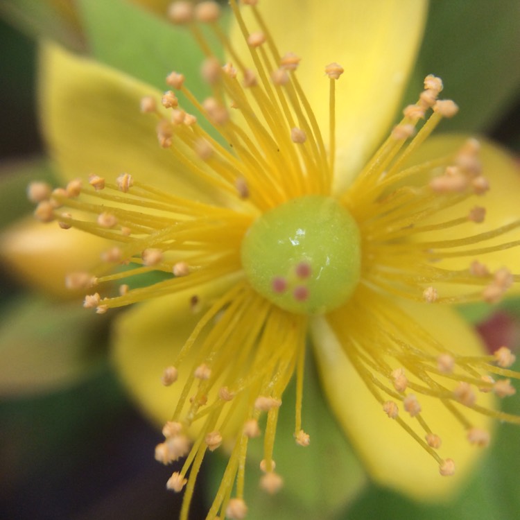 Plant image Hypericum 'Hidcote'