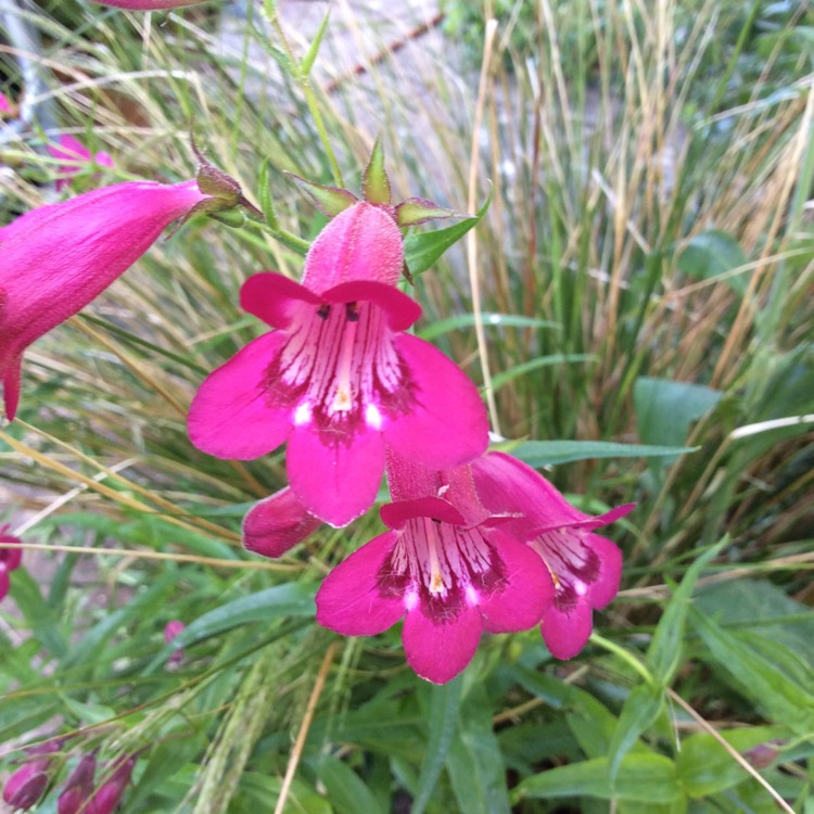 plant image 1602279 plant image 1602279