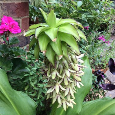 Eucomis bicolor