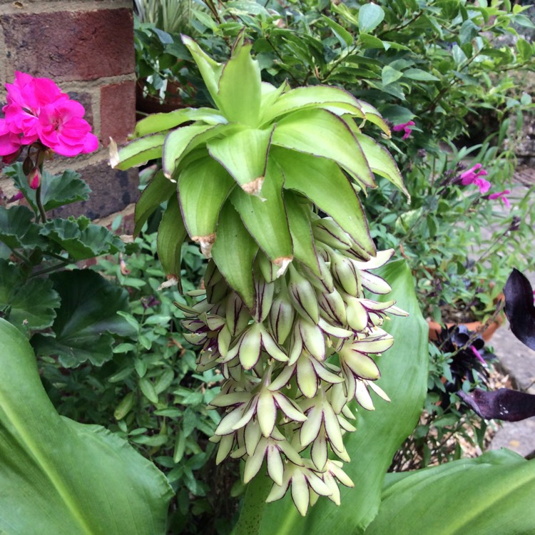 Plant image Eucomis bicolor