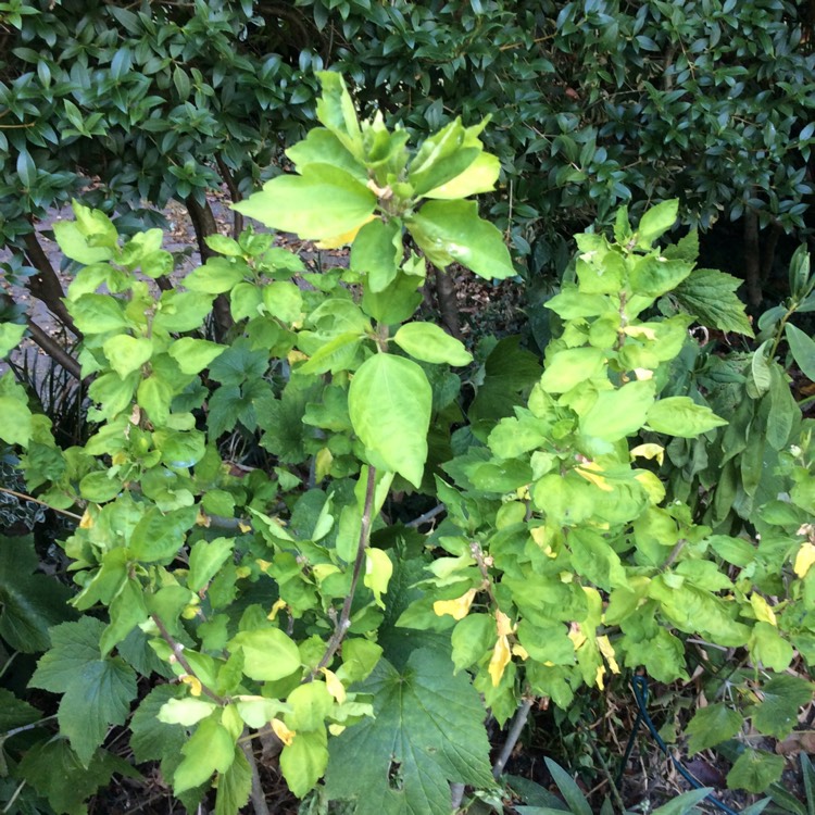 Plant image Hibiscus