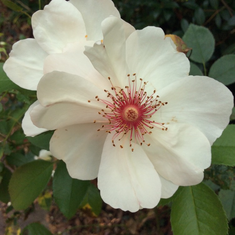 Plant image Rosa 'Harwanna' syn. Rosa 'Jacqueline du Pré'