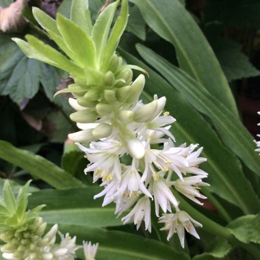 Eucomis