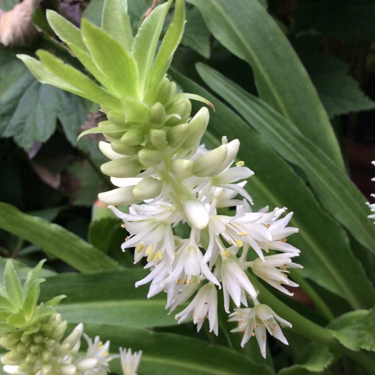 Plant image Eucomis