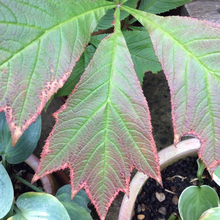 Plant image Rodgersia
