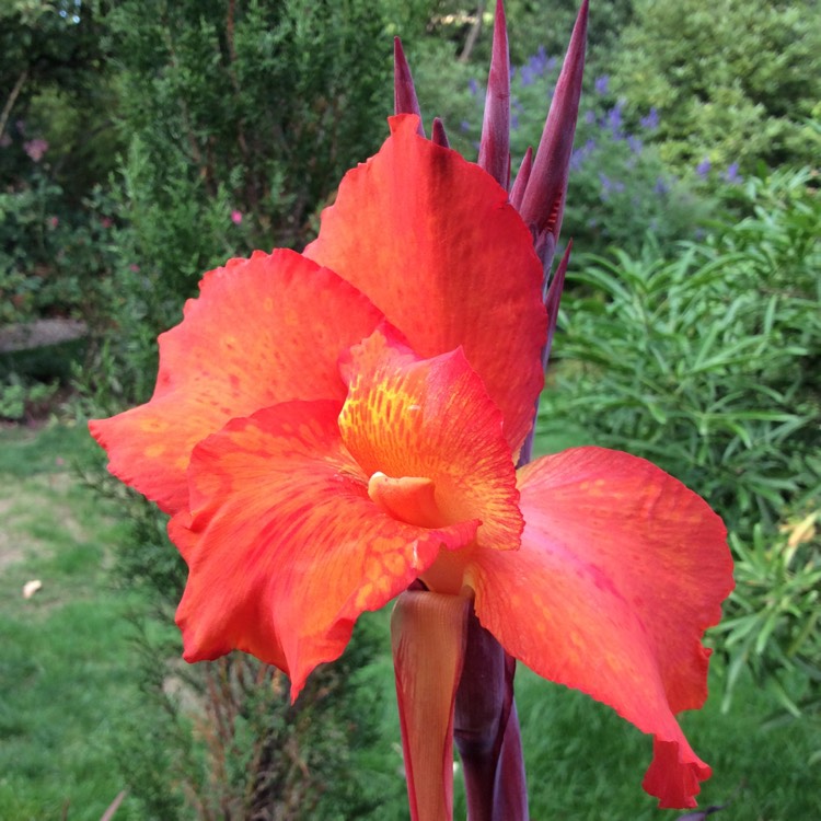 Plant image Canna 'Lon01' syn. Canna 'Tropicanna Black'