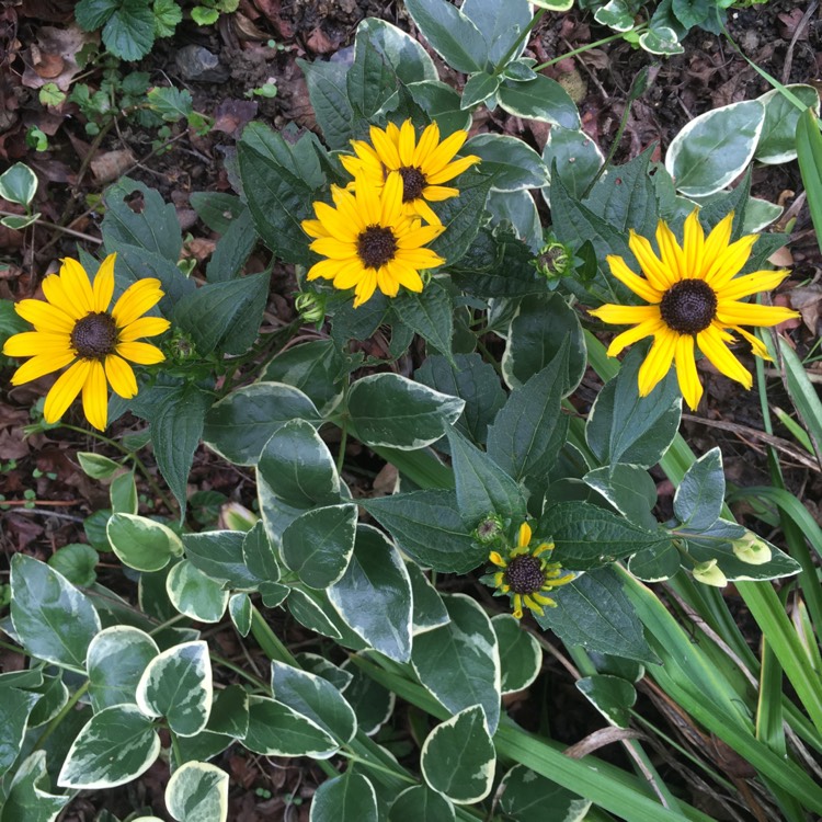 Plant image Rudbeckia fulgida var. sullivantii 'Goldsturm'