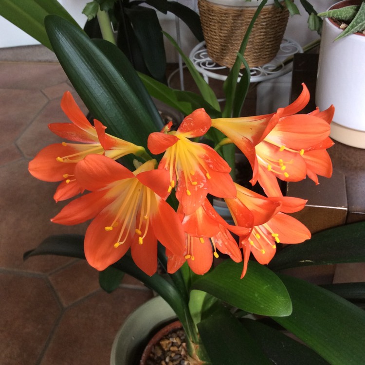 Plant image Clivia miniata