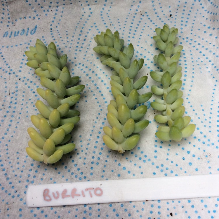 Plant image Sedum Burrito