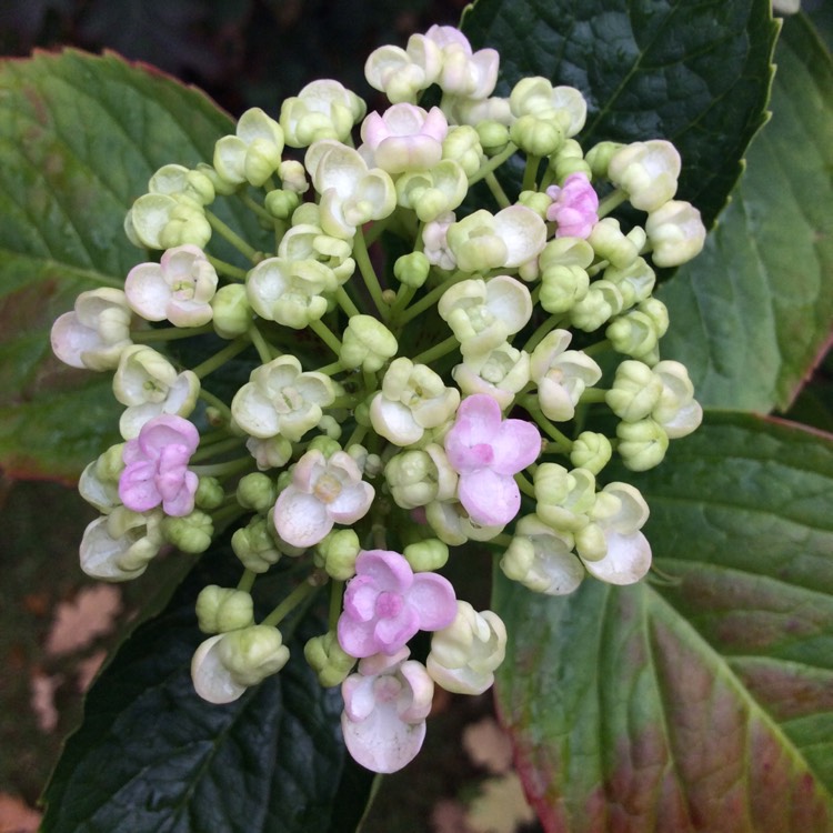 Plant image Hydrangea macrophylla 'Ayesha'